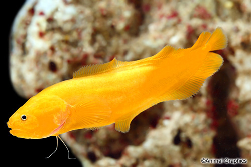 picture of Yellow Eel Goby Lrg                                                                                  Brotulina fusca