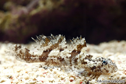 picture of Hasslett's Goby Sml                                                                                  Callogobius hasselti