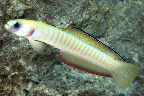 picture of Bar Goby Red Sea Sml                                                                                 Ptereleotris zebra