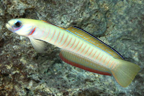 picture of Bar Goby Red Sea Lrg                                                                                 Ptereleotris zebra