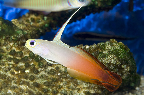 picture of Firefish Goby B Grade Med                                                                            Nemateleotris magnifica