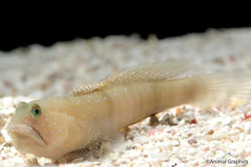 picture of Luther's Shrimp Goby Tank Raised Sml                                                                 Cryptocentrus lutheri