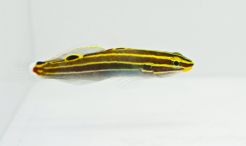 picture of Hector's Goby Med                                                                                    Amblygobius hectori