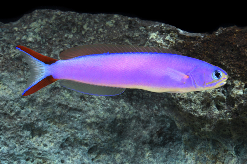 picture of Purple Tilefish Sml                                                                                  Hoplolatilus purpureus