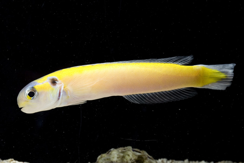 picture of Yellow Tilefish Lrg                                                                                  Hoplolatilus cuniculus