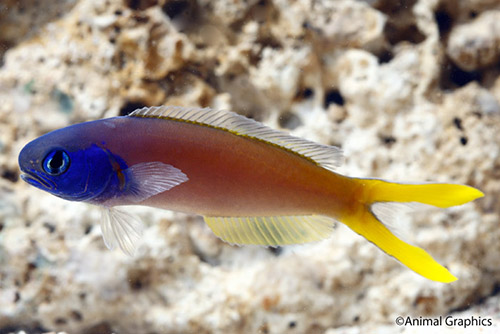picture of Blueface Starkii Tilefish Lrg                                                                        Hoplolatilus starcki