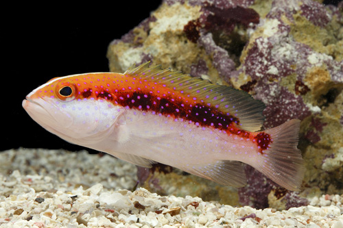 picture of Cherry/Skunk Grouper Sml                                                                             Variola louti