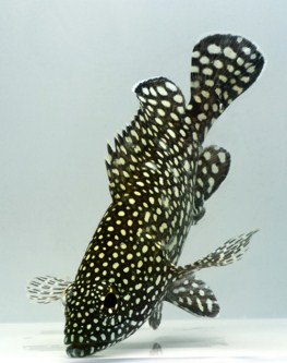 picture of Spotted Grouper Sml                                                                                  Epinephelus ongus