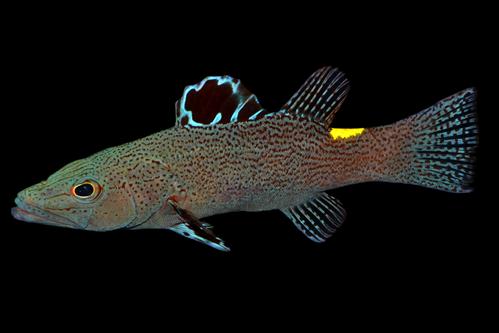 picture of Arrowhead Soapfish Lrg                                                                               Belonoperca chabanaudi