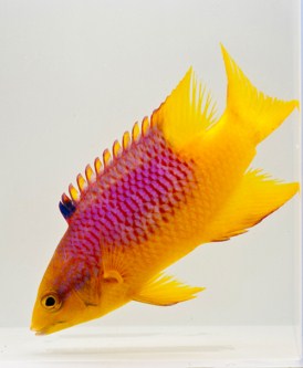 picture of Spanish Hogfish Med                                                                                  Bodianus rufus