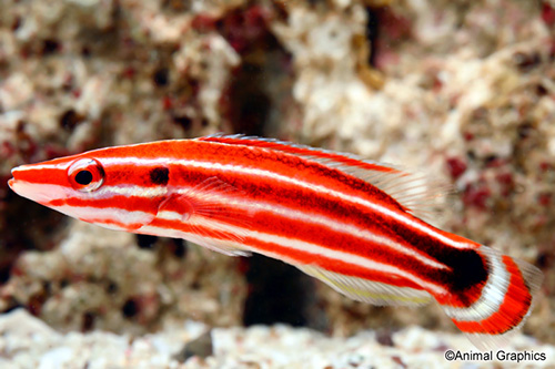 picture of Candy Stripe Hogfish Sml                                                                             Bodianus opercularis