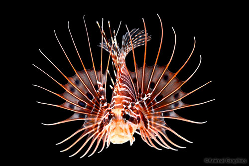 picture of Antennata Lionfish Med                                                                               Pterois antennata