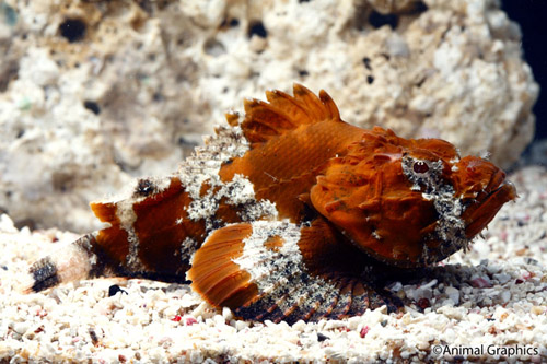 picture of Colored Scorpionfish Sml                                                                             Taeniaianotus sp.