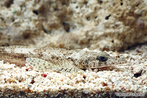 picture of Crocodile Fish Sml                                                                                   Thysanophrys otaitensis
