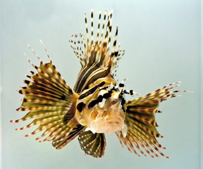 picture of Dwarf Lionfish Med                                                                                   Dendrochirus zebra