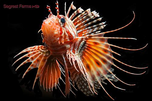 picture of Mombasa Lionfish Med                                                                                 Pterois mombasae