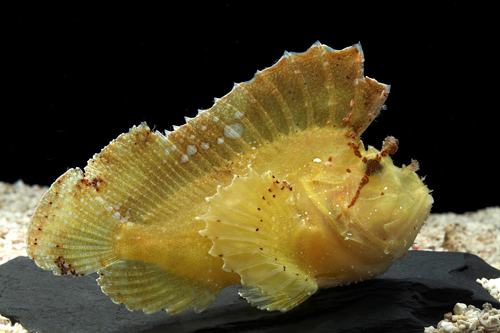 picture of Yellow Leaf Fish Sml                                                                                 Taenianotus triacanthus
