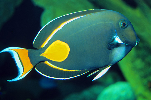 picture of Achilles Tang Xlg                                                                                    Acanthurus achilles