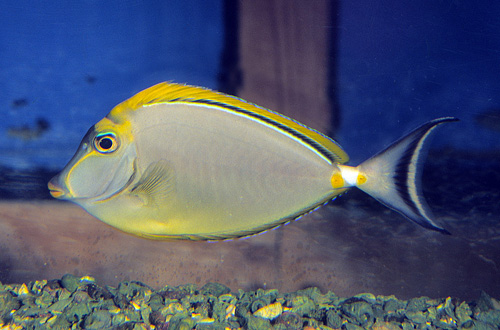 picture of Blonde Naso Tang Red Sea Sml                                                                         Naso elegans