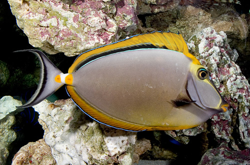 picture of Blonde Naso Tang Red Sea Shw                                                                         Naso elegans