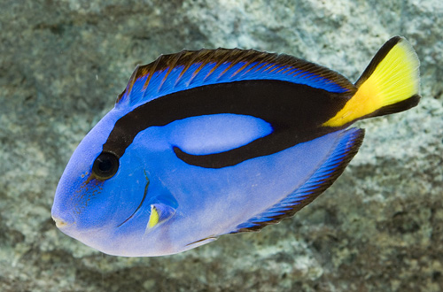 picture of Blue Regal Hippo Tang Tny                                                                            Paracanthurus hepatus