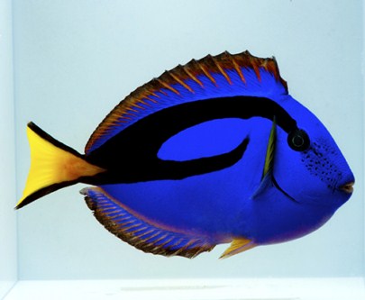 picture of Blue Regal Hippo Tang Xlg                                                                            Paracanthurus hepatus