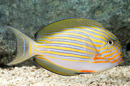 picture of Clown Lineatus Tang Sml                                                                              Acanthurus lineatus