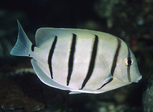 picture of Convict Tang Tny                                                                                     Acanthurus triostegus
