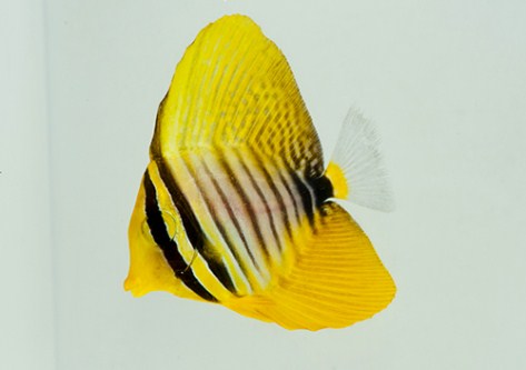 picture of Desjardini Sailfin Tang Red Sea Tny                                                                  Zebrasoma desjardini