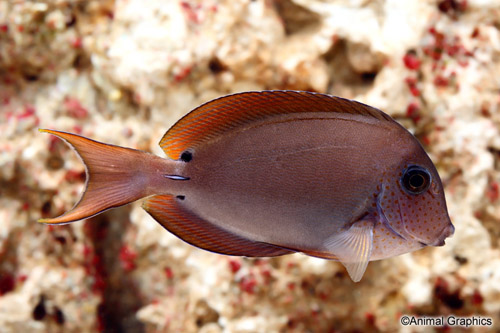 picture of Eyespot Surgeonfish Med                                                                              Acanthurus bariene