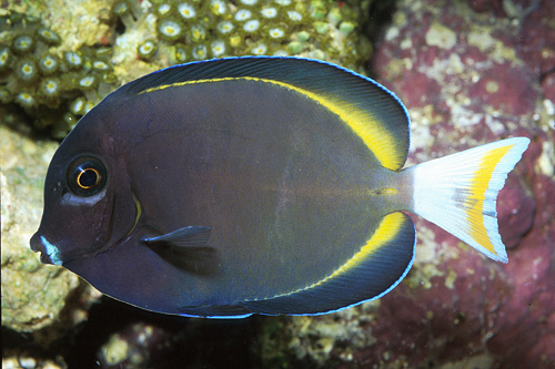 picture of Gold Rim Tang  Med                                                                                   Acanthurus nigricans