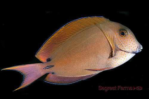 picture of Lavender Forktail Tang Sml                                                                           Acanthurus nigrofuscus