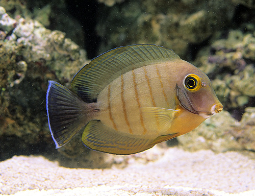 picture of Mimic Eiblii Tang Med                                                                                Acanthurus tristis