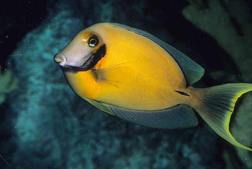 picture of Yellow Mimic Tang Med                                                                                Acanthurus pyroferus
