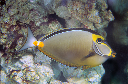 picture of Naso Tang With Streamers Hawaii Lrg                                                                  Naso lituratus