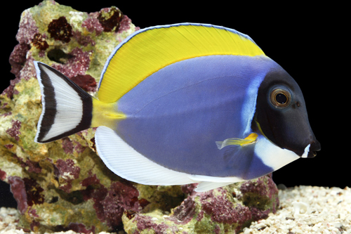 picture of Powder Blue Tang Med                                                                                 Acanthurus leucosternon