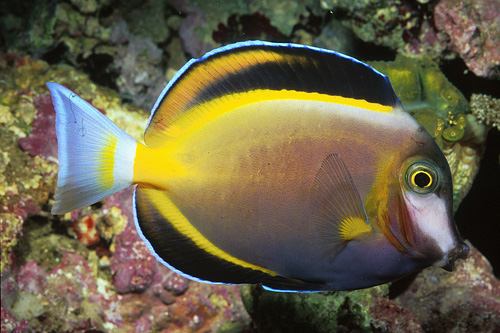 picture of Powder Brown Tang Sml                                                                                Acanthurus japonicus