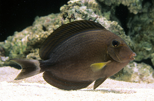 picture of Ringtail Surgeonfish Med                                                                             Acanthurus blochii