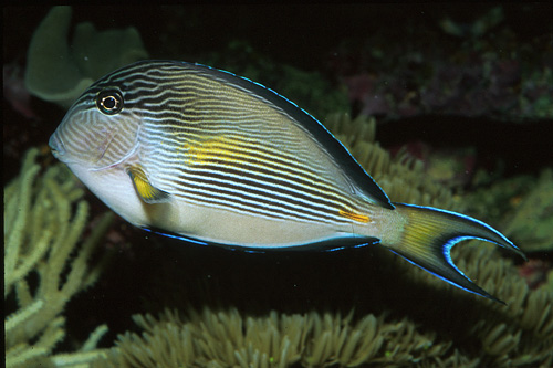 picture of Sohal Tang Red Sea Sml                                                                               Acanthurus sohal