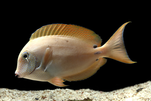 picture of Tennenti Tang Med                                                                                    Acanthurus tennenti