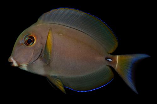 picture of White Spine Surgeonfish Med                                                                          Acanthurus leucocheilus