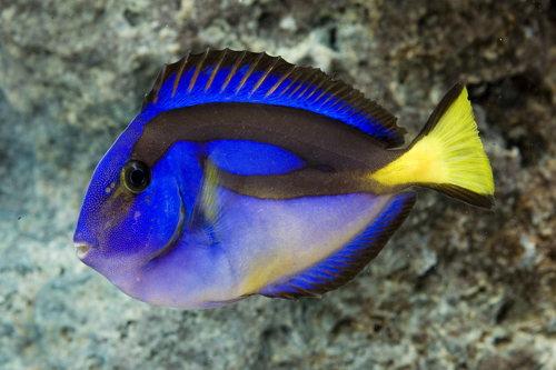 picture of Yellow Belly Regal Blue Hippo Tang I/O Tny                                                           Paracanthurus hepatus