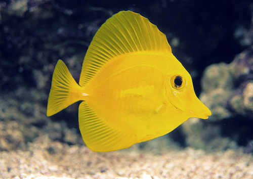picture of Yellow Tang Med                                                                                      Zebrasoma flavescens
