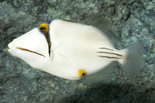 picture of Assassi Triggerfish Red Sea Lrg                                                                      Rhinecanthus assasi