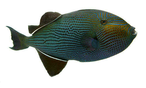 picture of Indian Trigger Lrg                                                                                   Melichthys indicus