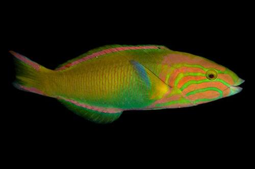 picture of Banana Wrasse Male Med                                                                               Thalassoma lutescens