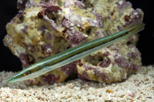 picture of Cigar Wrasse Hawaii Sml                                                                              Cheilio inermis