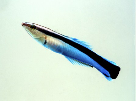 picture of Cleaner Wrasse Sml                                                                                   Labroides dimidiatus