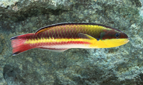 picture of Mexican Rainbow Wrasse Sml                                                                           Thalassoma lucasanum
