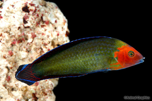 picture of Red Head Wrasse Med                                                                                  Halichoeres rubricephalus